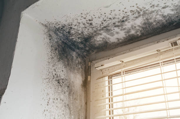 Affordable Black Mold Remediation solutions in Somerville, TN