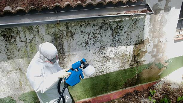 Top rated local Black Mold Remediation specialists in Somerville, TN